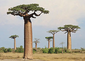 What Makes Baobab the Tree of Life